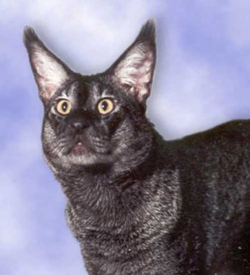 Bunga
