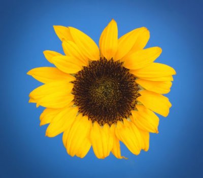 Original of sunflower