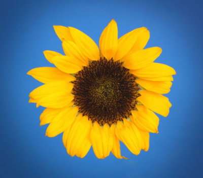 Original sunflower