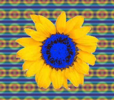 Sunflower colored with pattern
