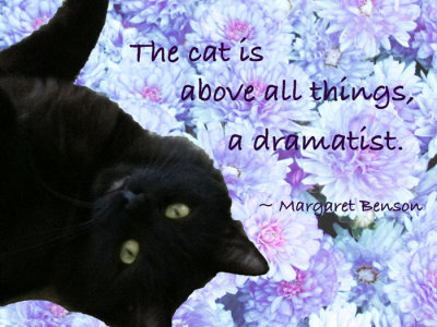 Houdini  with Quote