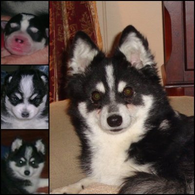 Chubbs - Speck & Amarok Son