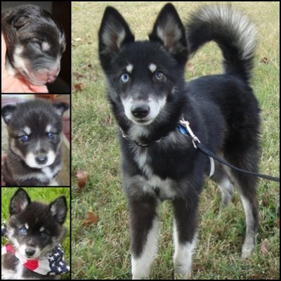 Loki - Streamer & Traveler Son