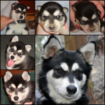 Maggie - Dawn & Amarok Daughter