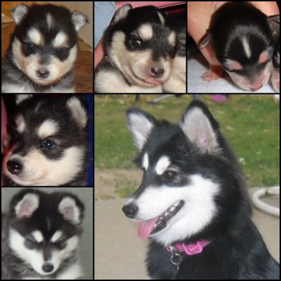 Tundra (Miss T) - Beauty & Koaly Daughter