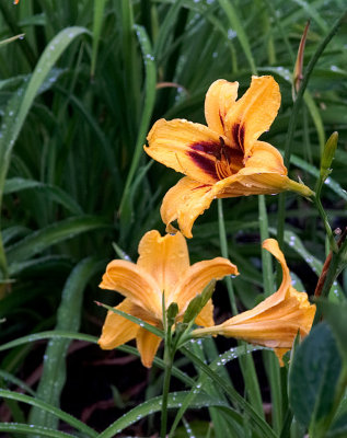 g1/17/102317/3/115294732.Jmk0eCAL.jpg