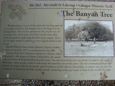 Banyan tree in Lahaina, Maui
