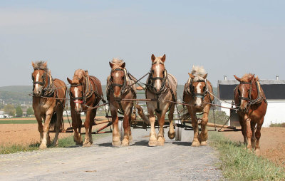More Amish
