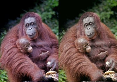 Borneo comparo.jpg