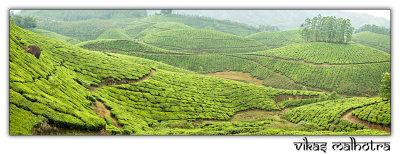 Tea Gardens