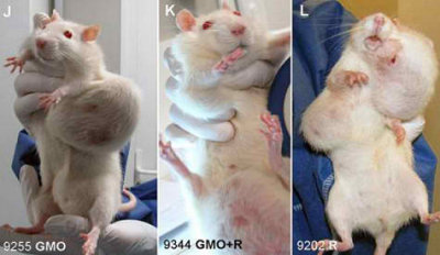 GMO Tumors (stock photo - no copyright)