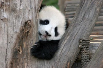 little_giant_panda