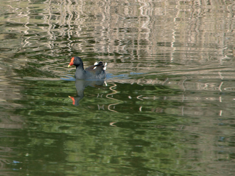Coot