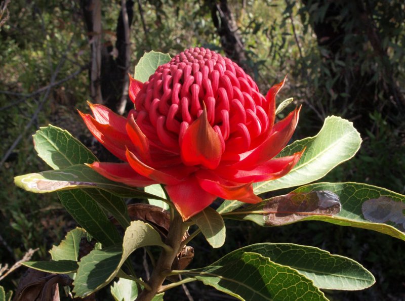 Waratah