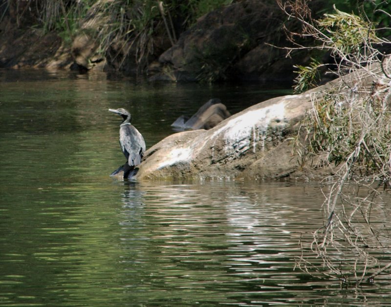 Cormorant