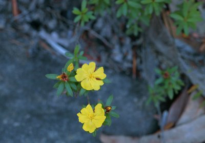 Hibbertia