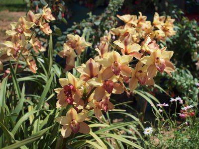 Orchids, 20% off