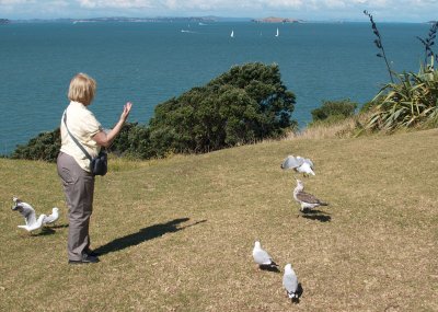 Gull-attracting ritual