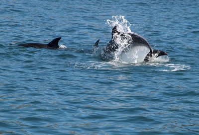 Cavorting dolphins  1