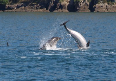 Cavorting dolphins  3