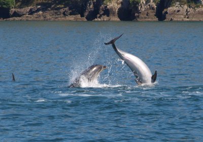 Cavorting dolphins – 3