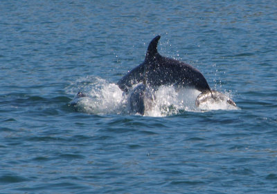 Cavorting dolphins  4