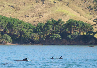 Pod of Dolphins  1