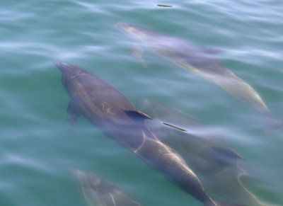 Dolphin under the ship's bow  1