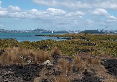 Rangitoto Shoreline