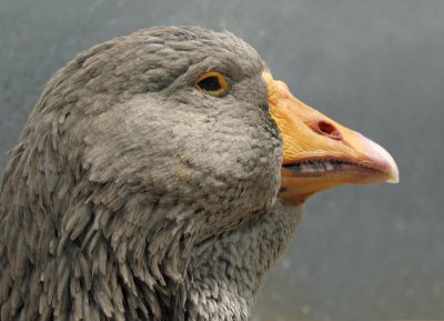 Profile of a goose