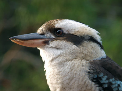 One kookaburra