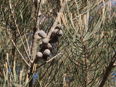 Allocasuarina