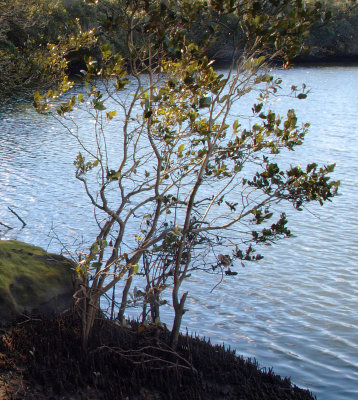 Mangrove saplings
