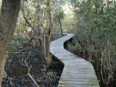 Boardwalk through mangrove swamp