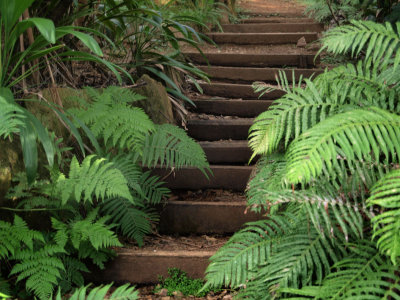Steps in the rainforest