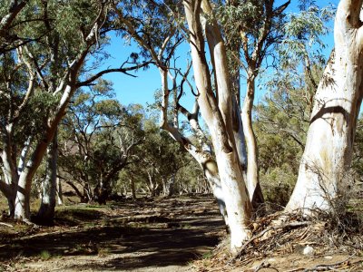 Red gums in a creek bed