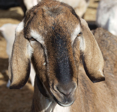 Large handsome goat