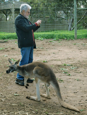Man and roo ignoring each other