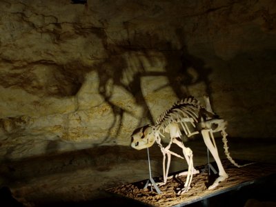 16: Naracoorte Caves and Fossils