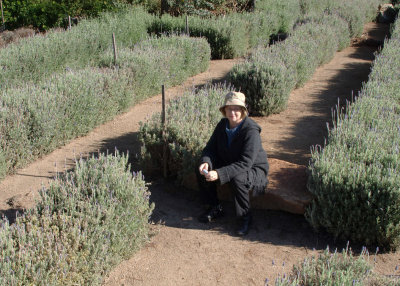 Lady in the lavender