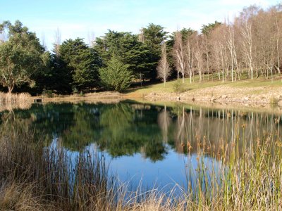 A froggy lake