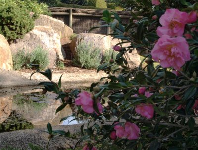 In the rock garden