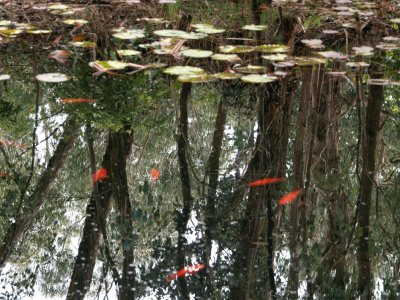 The lily pond