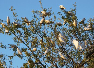 Little corellas