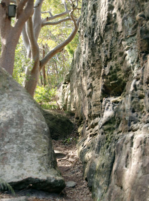 Balls Head Bushwalk