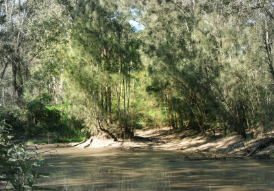 Lorikeet Swamp