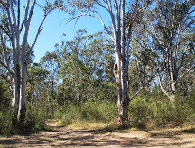 Almost a bushwalk