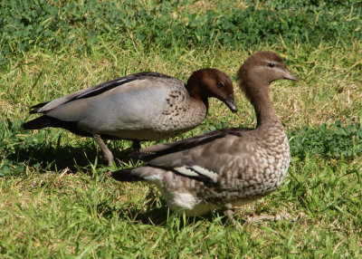 Nurragingy ducks grazing