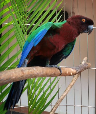 Captive parrot