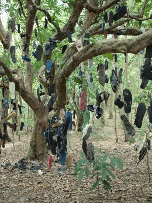 Tree of Lost Soles